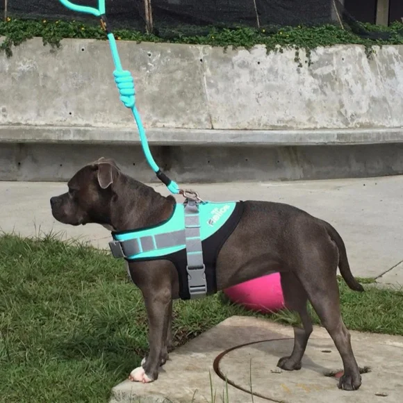 HELIOS • Teal Bark Mudder Leash Harness Dog Walker